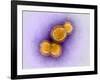 H5N1 Avian Influenza Virus Particles, TEM-Dr. Klaus Boller-Framed Photographic Print