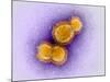 H5N1 Avian Influenza Virus Particles, TEM-Dr. Klaus Boller-Mounted Photographic Print