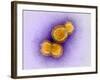 H5N1 Avian Influenza Virus Particles, TEM-Dr. Klaus Boller-Framed Photographic Print