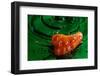 Habanero Pepper FreshSplash 2-Steve Gadomski-Framed Photographic Print