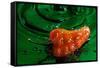 Habanero Pepper FreshSplash 2-Steve Gadomski-Framed Stretched Canvas