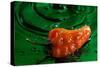 Habanero Pepper FreshSplash 2-Steve Gadomski-Stretched Canvas