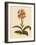 Habenaria Militaris-John Nugent Fitch-Framed Giclee Print