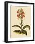 Habenaria Militaris-John Nugent Fitch-Framed Giclee Print