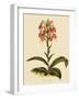 Habenaria Militaris-John Nugent Fitch-Framed Giclee Print