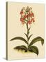 Habenaria Militaris-John Nugent Fitch-Stretched Canvas