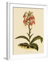 Habenaria Militaris-John Nugent Fitch-Framed Giclee Print