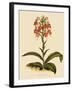 Habenaria Militaris-John Nugent Fitch-Framed Giclee Print