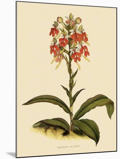 Habenaria Militaris-John Nugent Fitch-Mounted Giclee Print