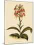 Habenaria Militaris-John Nugent Fitch-Mounted Giclee Print