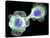 HaCaT Culture Cells, Light Micrograph-Dr. Torsten Wittmann-Stretched Canvas