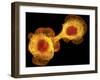 HaCaT Culture Cells, Light Micrograph-Dr. Torsten Wittmann-Framed Photographic Print