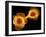 HaCaT Culture Cells, Light Micrograph-Dr. Torsten Wittmann-Framed Photographic Print