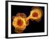 HaCaT Culture Cells, Light Micrograph-Dr. Torsten Wittmann-Framed Photographic Print