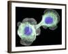 HaCaT Culture Cells, Light Micrograph-Dr. Torsten Wittmann-Framed Photographic Print