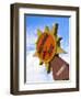 Hacienda Del Sol Motel Sign, Borrego Springs, California, USA-Nancy & Steve Ross-Framed Photographic Print