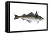 Haddock (Melanogrammus Aeglefinus), Fishes-Encyclopaedia Britannica-Framed Stretched Canvas