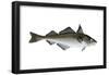 Haddock (Melanogrammus Aeglefinus), Fishes-Encyclopaedia Britannica-Framed Poster