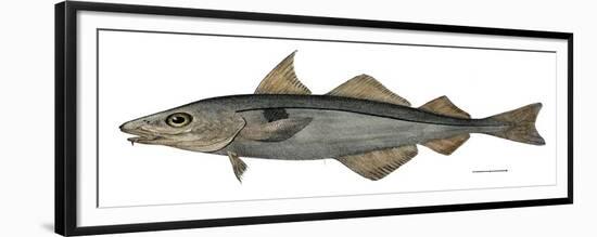 Haddock Specimen Collected at Eastport, Maine, 1872, US Fish Commission-null-Framed Giclee Print