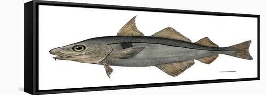 Haddock Specimen Collected at Eastport, Maine, 1872, US Fish Commission-null-Framed Stretched Canvas