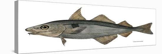 Haddock Specimen Collected at Eastport, Maine, 1872, US Fish Commission-null-Stretched Canvas