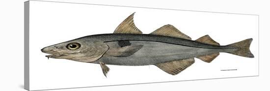 Haddock Specimen Collected at Eastport, Maine, 1872, US Fish Commission-null-Stretched Canvas