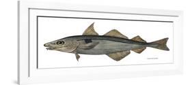 Haddock Specimen Collected at Eastport, Maine, 1872, US Fish Commission-null-Framed Giclee Print