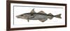 Haddock Specimen Collected at Eastport, Maine, 1872, US Fish Commission-null-Framed Giclee Print