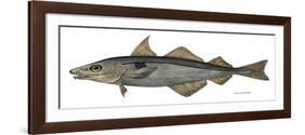 Haddock Specimen Collected at Eastport, Maine, 1872, US Fish Commission-null-Framed Giclee Print