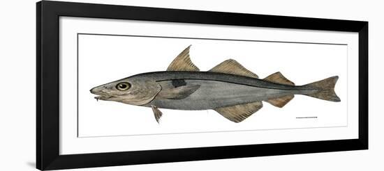 Haddock Specimen Collected at Eastport, Maine, 1872, US Fish Commission-null-Framed Giclee Print