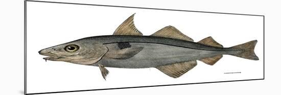 Haddock Specimen Collected at Eastport, Maine, 1872, US Fish Commission-null-Mounted Giclee Print