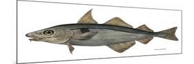 Haddock Specimen Collected at Eastport, Maine, 1872, US Fish Commission-null-Mounted Giclee Print
