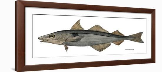 Haddock Specimen Collected at Eastport, Maine, 1872, US Fish Commission-null-Framed Giclee Print