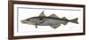 Haddock Specimen Collected at Eastport, Maine, 1872, US Fish Commission-null-Framed Giclee Print