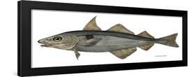 Haddock Specimen Collected at Eastport, Maine, 1872, US Fish Commission-null-Framed Giclee Print