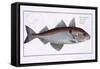 Haddock-Andreas-ludwig Kruger-Framed Stretched Canvas