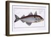 Haddock-Andreas-ludwig Kruger-Framed Giclee Print