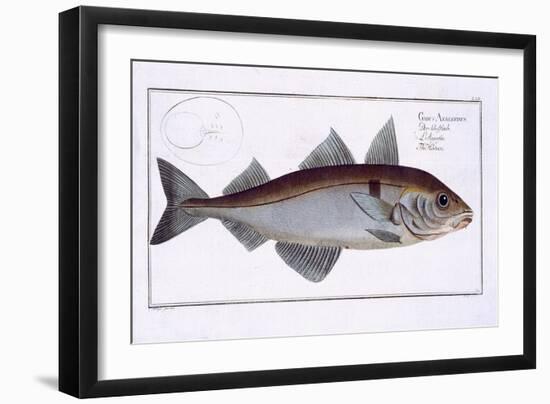 Haddock-Andreas-ludwig Kruger-Framed Giclee Print