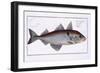 Haddock-Andreas-ludwig Kruger-Framed Giclee Print