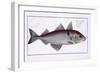 Haddock-Andreas-ludwig Kruger-Framed Giclee Print
