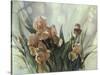 Hadfield Irises II-Clif Hadfield-Stretched Canvas