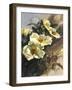 Hadfield Roses I-Clif Hadfield-Framed Art Print