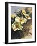 Hadfield Roses I-Clif Hadfield-Framed Art Print