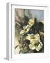 Hadfield Roses II-Clif Hadfield-Framed Art Print