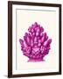 Haeckel Hexacoralla Coral Pink-Fab Funky-Framed Art Print