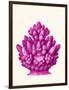 Haeckel Hexacoralla Coral Pink-Fab Funky-Framed Art Print