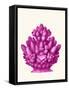 Haeckel Hexacoralla Coral Pink-Fab Funky-Framed Stretched Canvas