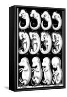 Haeckel's Comparision of Embryos of Pig, Cow, Rabbit and Man-Ernst Heinrich Philipp August Haeckel-Framed Stretched Canvas