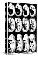 Haeckel's Comparision of Embryos of Pig, Cow, Rabbit and Man-Ernst Heinrich Philipp August Haeckel-Stretched Canvas