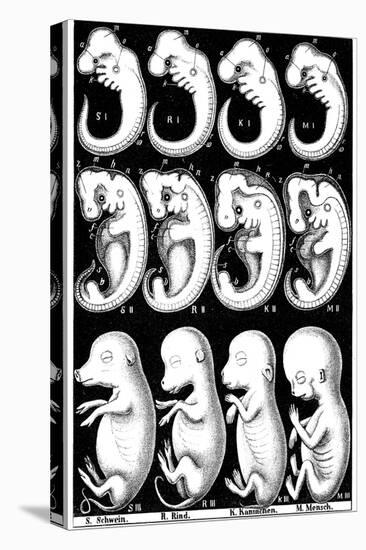 Haeckel's Comparision of Embryos of Pig, Cow, Rabbit and Man-Ernst Heinrich Philipp August Haeckel-Stretched Canvas